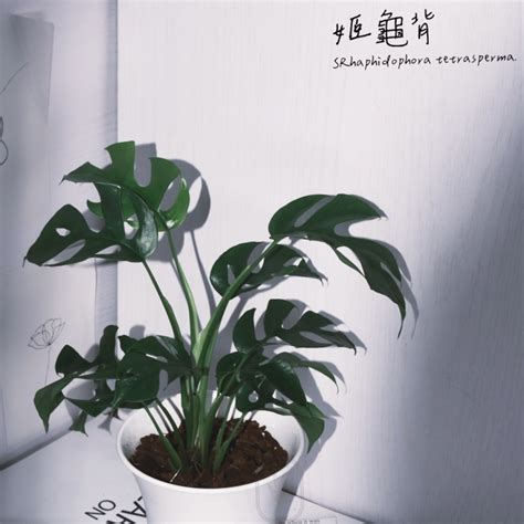 植物 辦公室|辦公室放什麼植物最好？耐旱耐陰品種推薦 